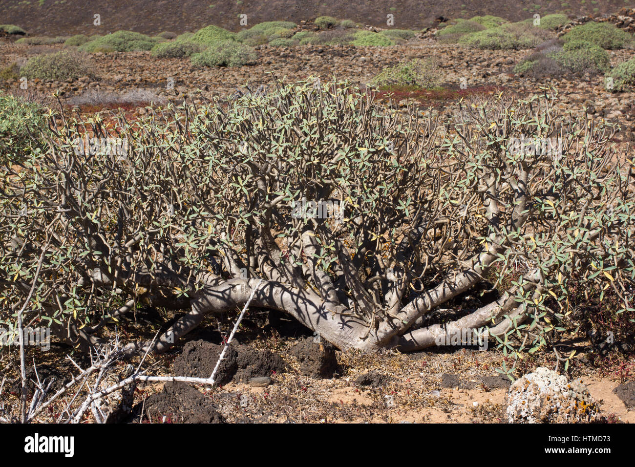 Arid territory of Lobos island, Canary, Spain. Euphorbia balsamifera plant. Tabaiba dulce. Lanzarote Stock Photo