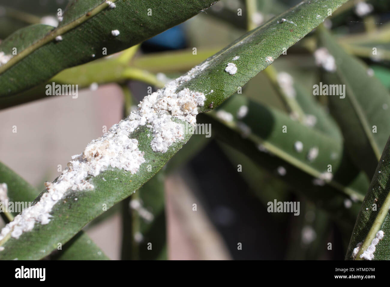 Oleander leaves densely covered with scale insects. Mealy mealybug. Stock Photo