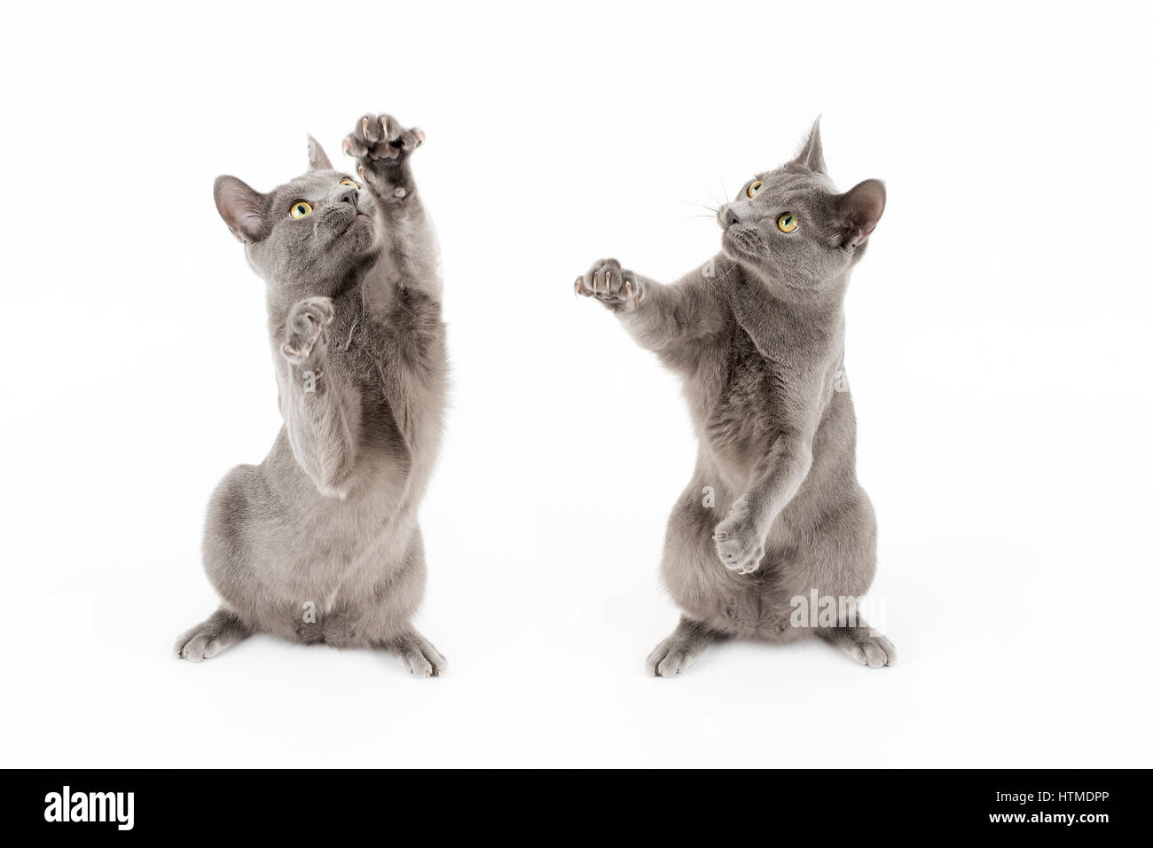 Russian Blue, house cat (Felis silvestris catus), male cat, 8 months, doublet, digitally