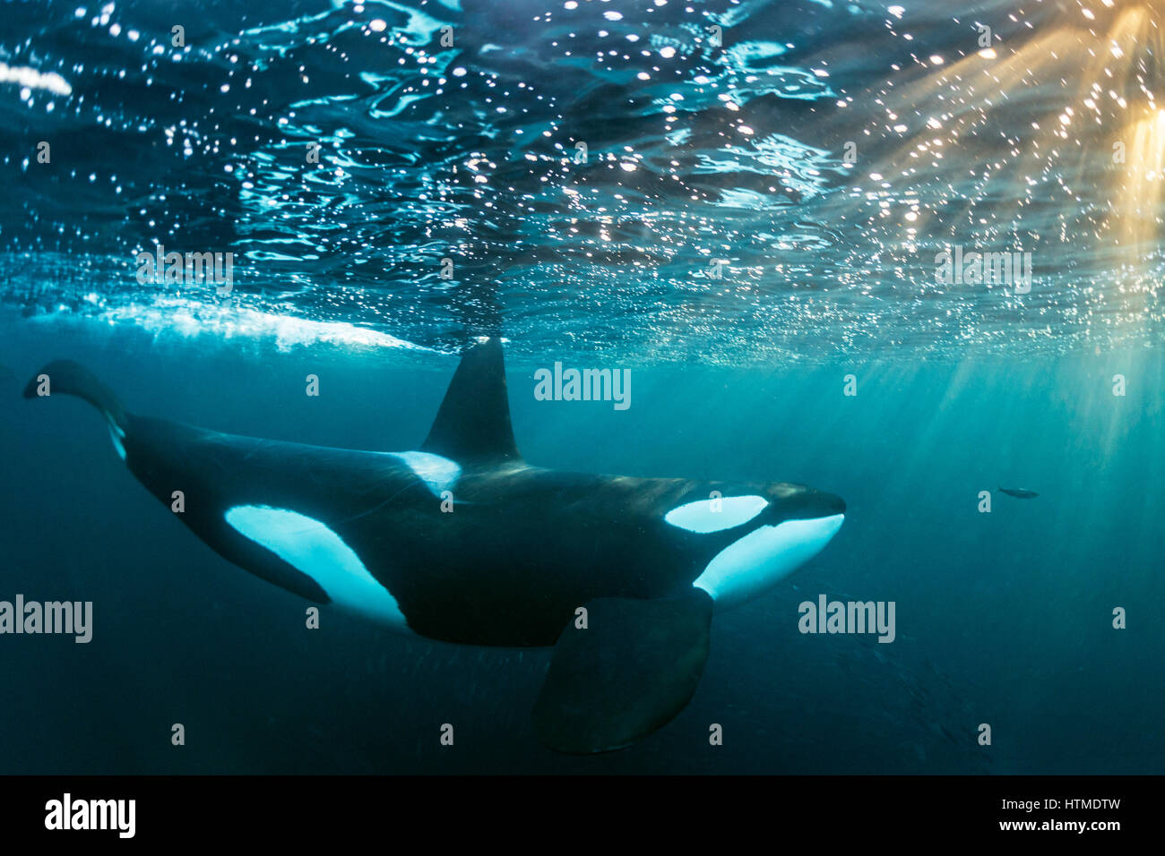 Orca (Orcinus orca) below the water surface, Norway, Tromvik, Kaldfjorden Stock Photo