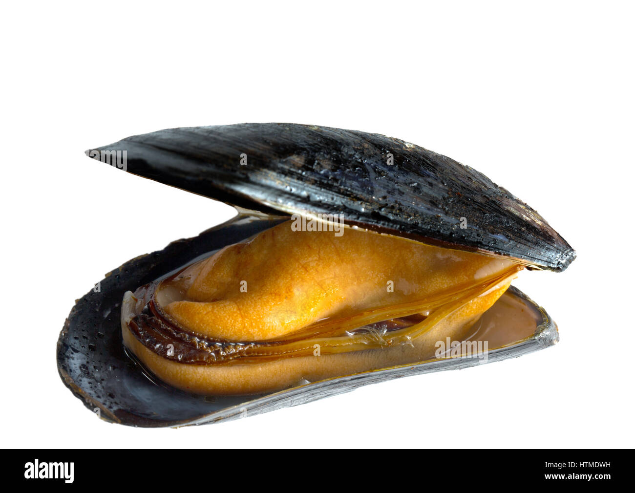 Cooked Mussel (Mytilidae) Stock Photo