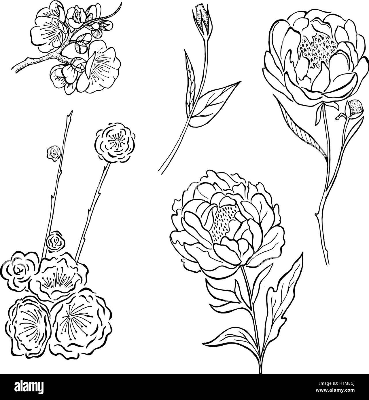 Vector collection of hand drawn peony and rose flowers and leaves isolate Stock Vector