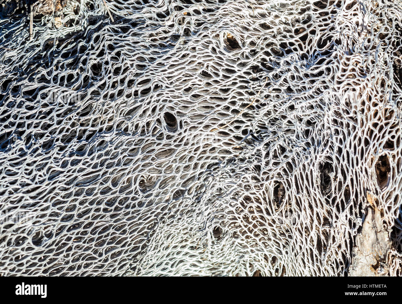 Deteriorating cactus showing inside structure. Stock Photo