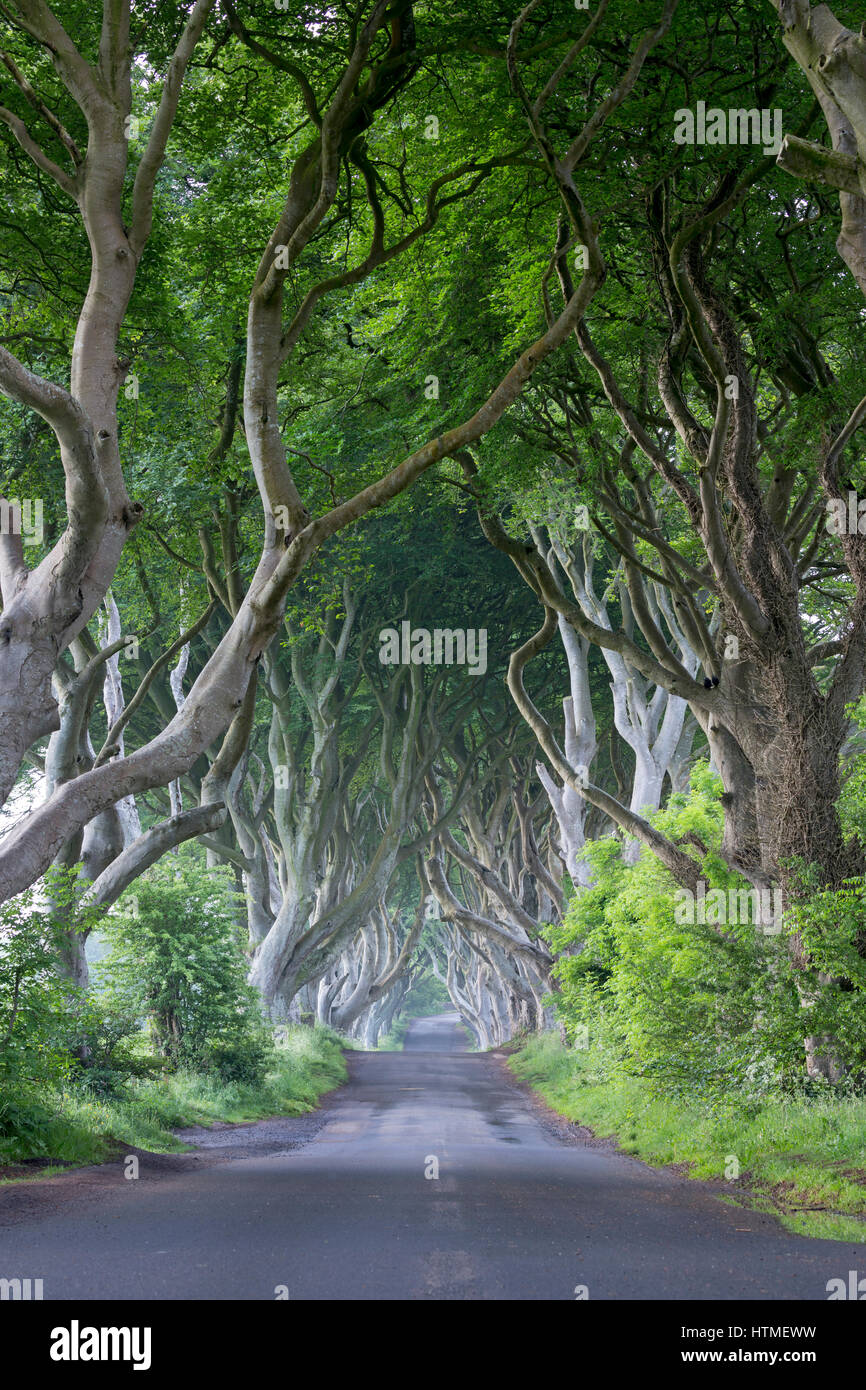 Beech tree avenue, The Dark Hedges, Ballymoney, County Antrim, Northern Ireland, United Kingdom Stock Photo