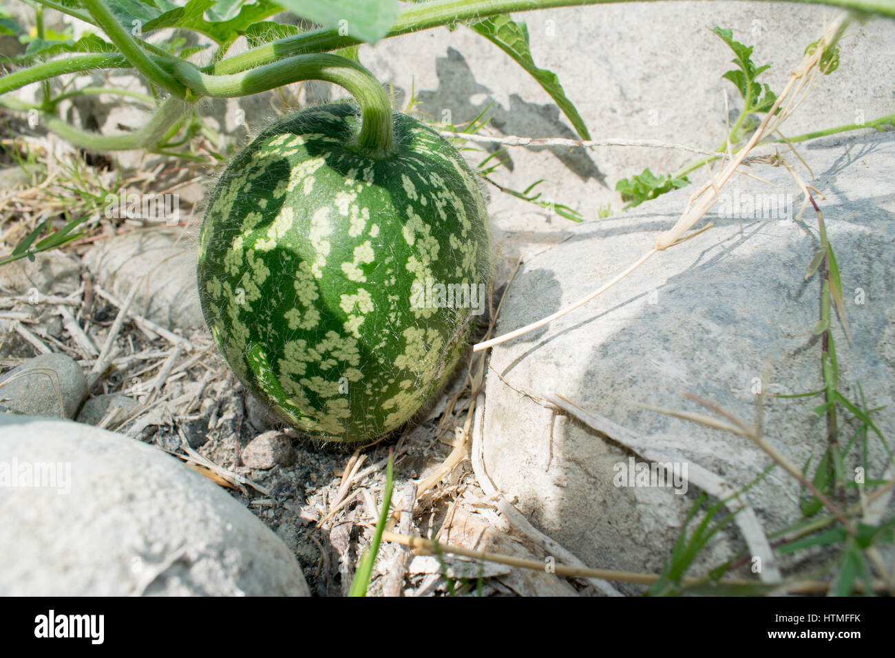 a baby watermelon found at the river in Istan, Spain Stock Photo