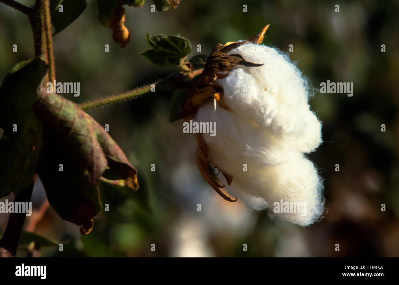 cotton at field in israel Stock Photo Alamy