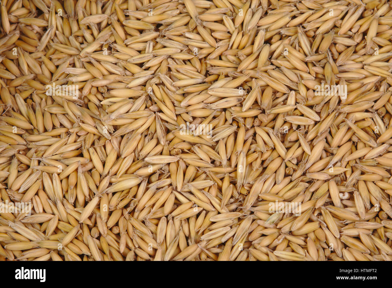 Avena (oats) grain Stock Photo