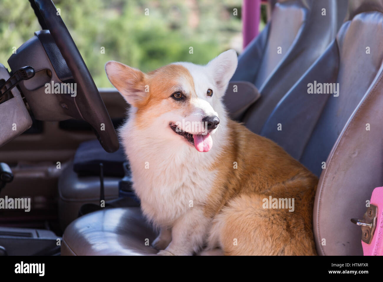 Welsh corgi sitting hi-res stock photography and images - Alamy