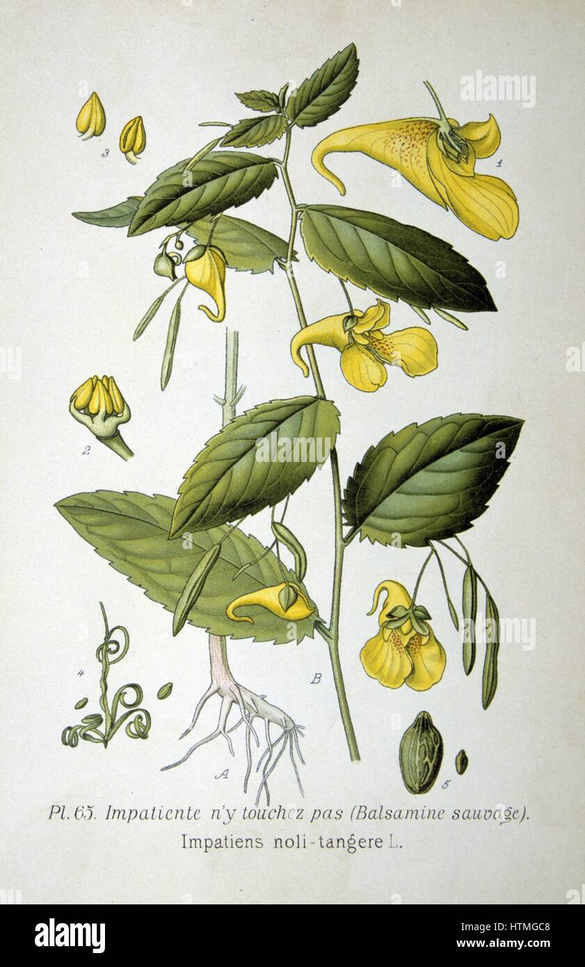 Yellow Balsam or Touch-me-not( Impatiens noli-tangere) annual herbaceous plant of damp places in Europe, Asia and North America, with seed pods that explode when ripe. From Amedee Masclef 'Atlas des Plantes de France', Paris, 1893. Stock Photo
