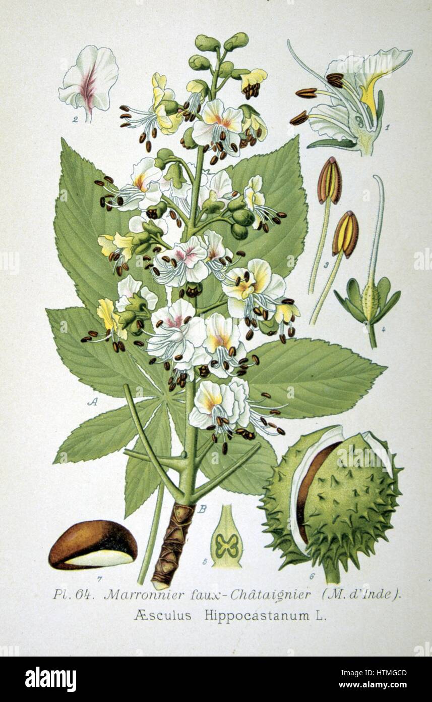 Horse-chestnut or Conker tree ( Aesculus hippocastanum) large deciduous tree widely cultivated in temperate zones.From Amedee Masclef 'Atlas des Plantes de France', Paris, 1893. Stock Photo