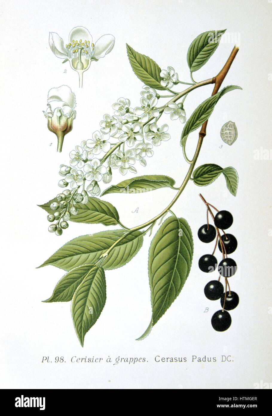 Bird Cherry (Cerasus padus or Prunus padus) deciduous large shrub or small tree, a native of Northern Europe and Northern Asia. From Amedee Masclef 'Atlas des Plantes de France', Paris, 1893. Stock Photo