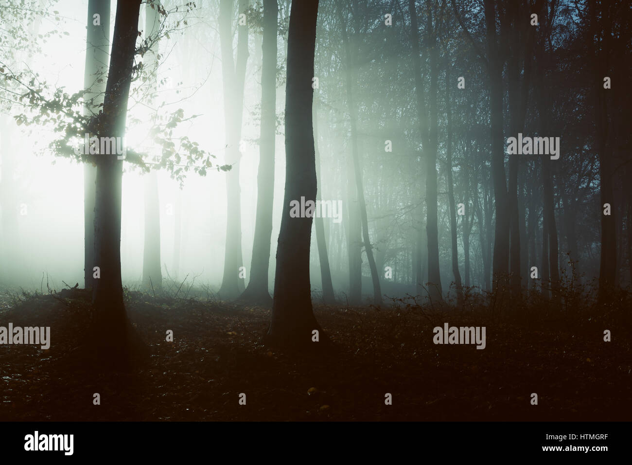 Dark and creepy foggy forest Stock Photo