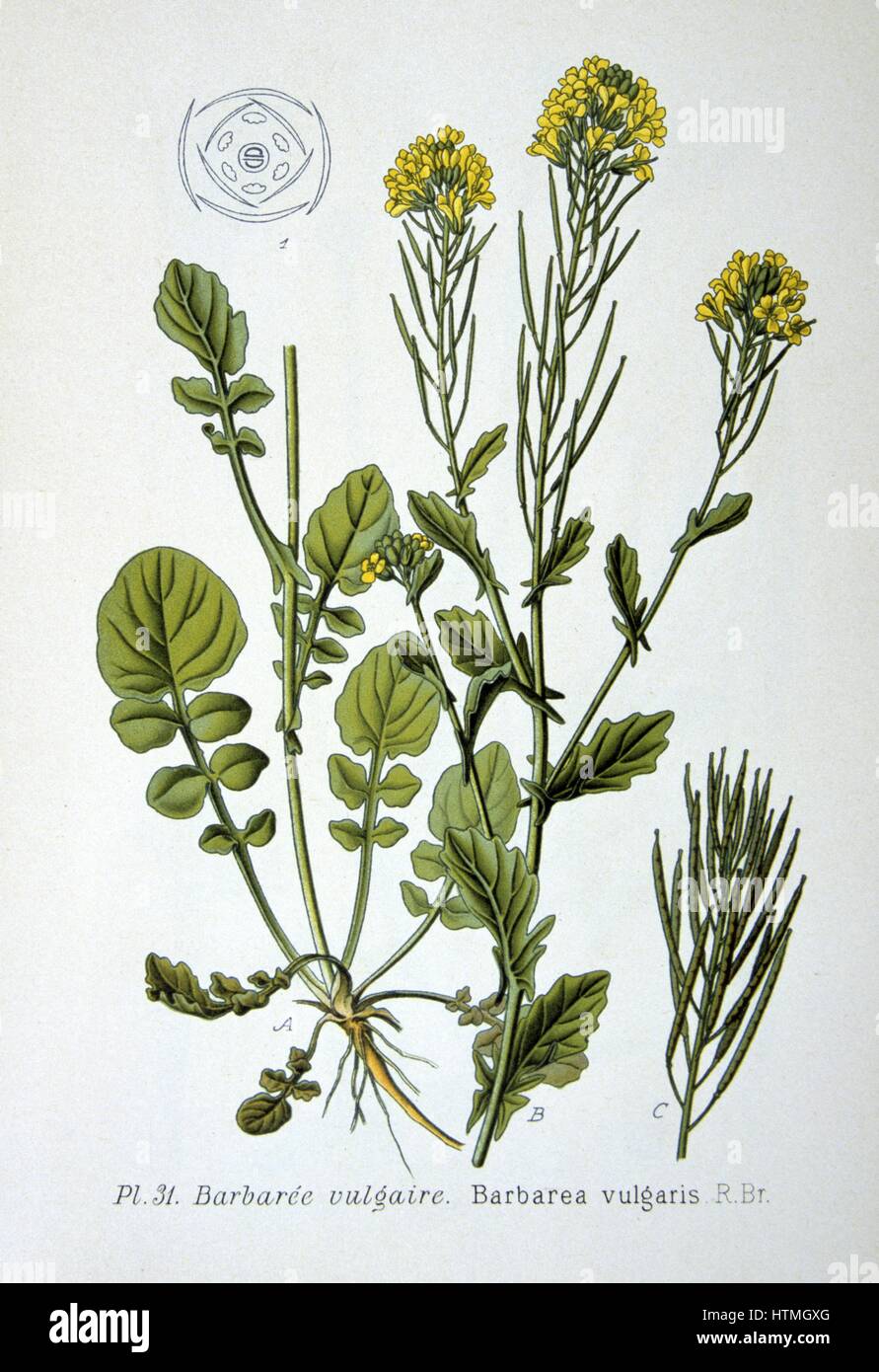 Common Bittercress or Yellow Rocket (Barbarea vulgaris), biennial wild herb of Brassica family native of Europe. From Amedee Masclef "Atlas des Plantes de France", Paris, 1893. Stock Photo