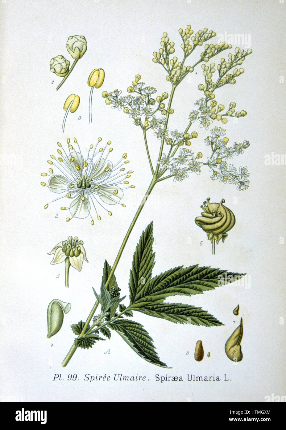 Meadowsweet (Spirea ulmaria or Filipendula ulmaria) perennial herb native of Europe and Western Asia. Used as a strewing herb (a favourite of Elizabeth I of England), a flavouring in wine and preserves, and in pot pourr. From Amedee Masclef 'Atlas des Plantes de France', Paris, 1893. Stock Photo