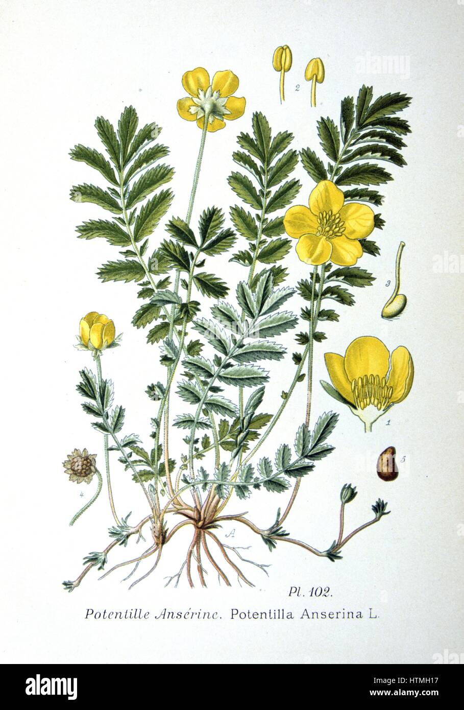 Common Silverweed (Argentina anserina or Potentilla anserina) Ceeping herbaceous plant of temperate regions of the Northern Hemisphere. From Amedee Masclef "Atlas des Plantes de France", Paris, 1893. Stock Photo