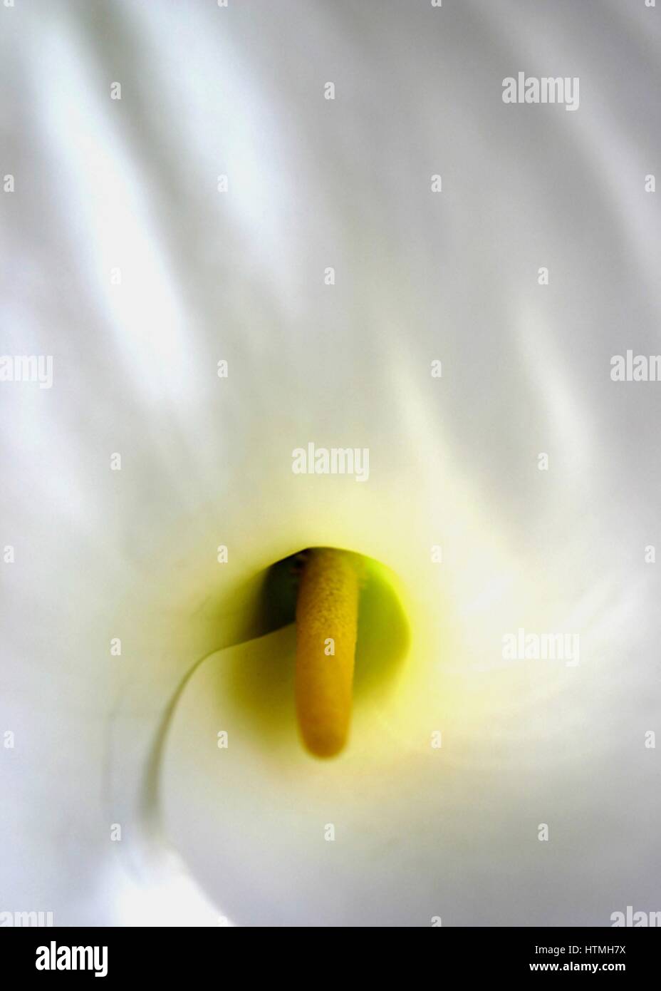 Close-up of an Arum Lily. Zantedeschia aethiopica (common names Lily of the Nile, Calla lily, Easter lily, Arum lily) is a species in the family Araceae, native to southern Africa in Lesotho, South Africa, and Swaziland Stock Photo