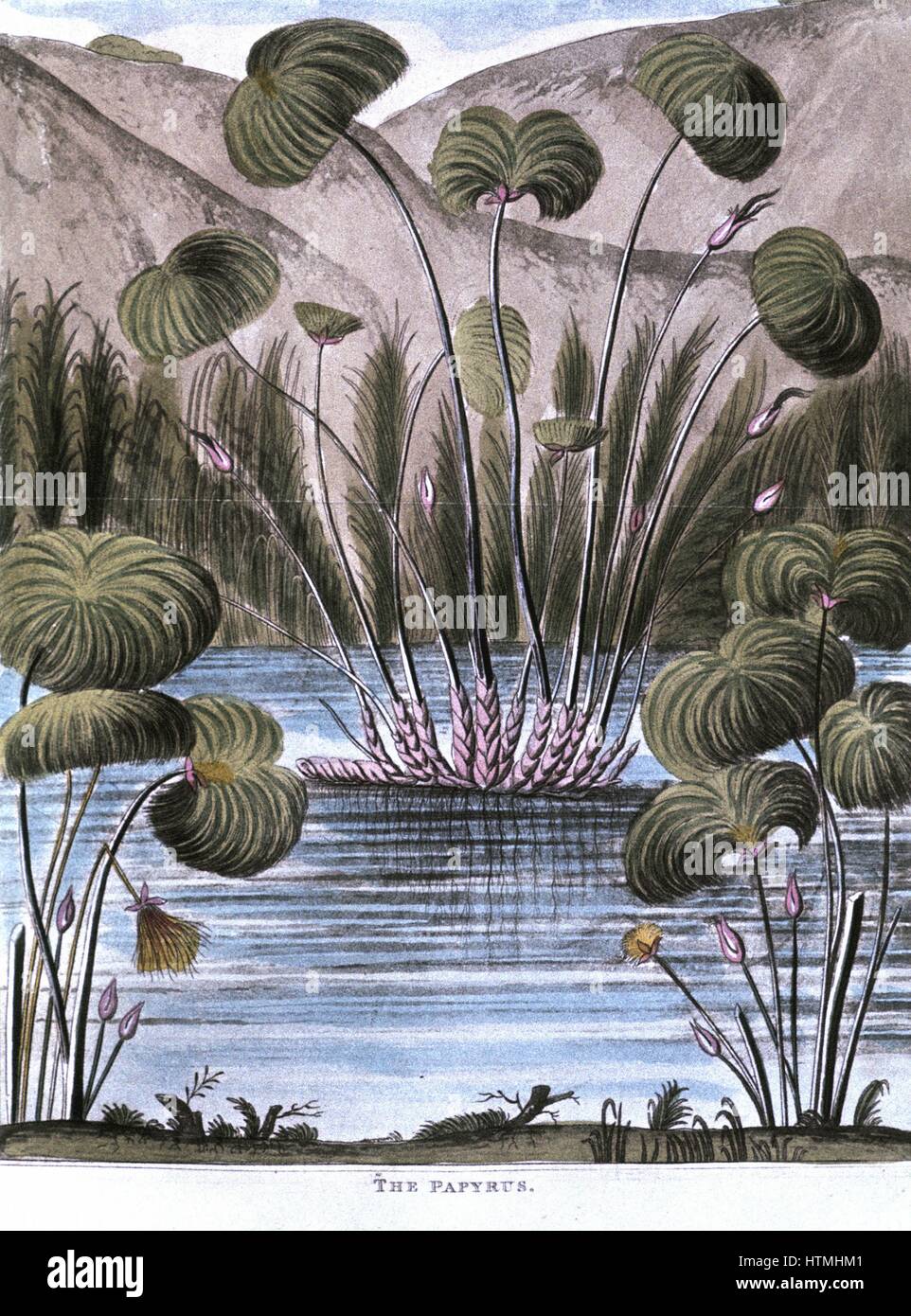 Papyrus reed (Cyperus papyrus): Stem of the reed used to make a form of paper. Also used to produce fibre for sails, mats, cloth, etc, and roots used as fuel. Pith used as food.Aquatint 1823 Stock Photo