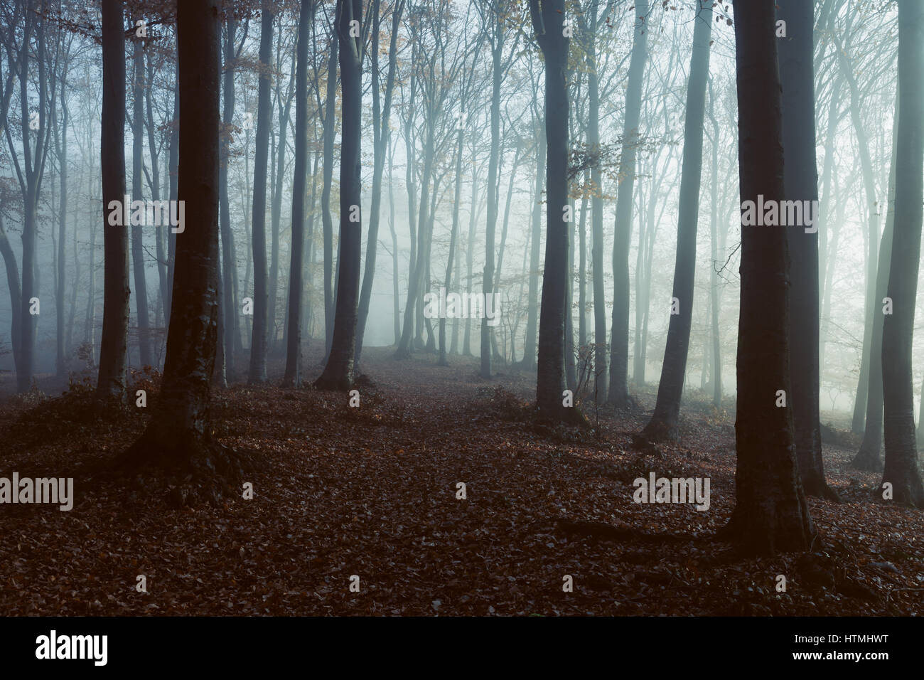 Dark and creepy foggy forest Stock Photo
