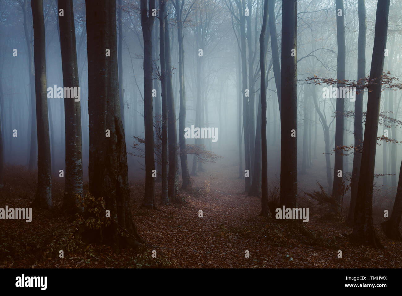 Dark and creepy foggy forest Stock Photo - Alamy
