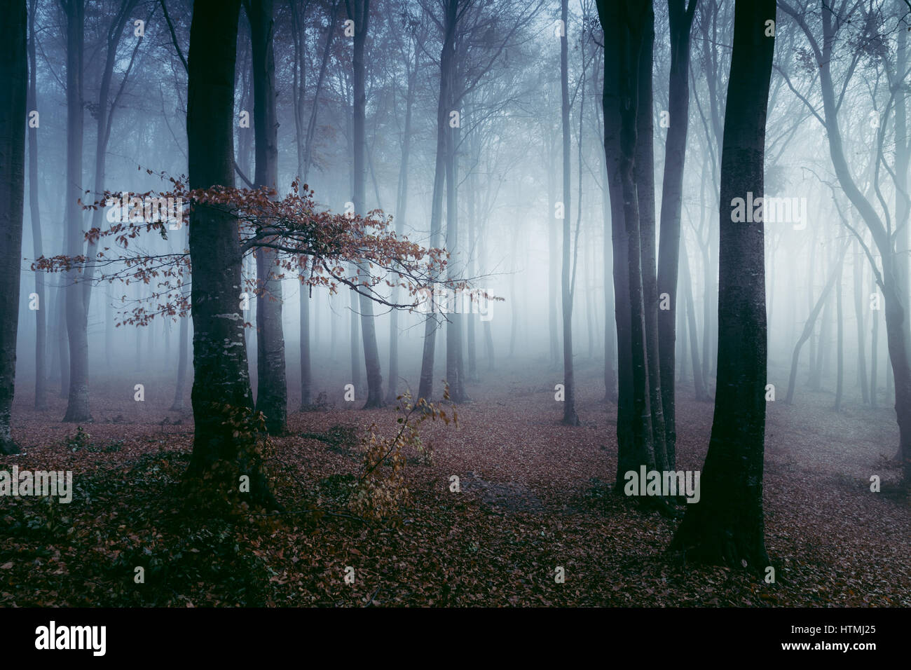 Dark and creepy foggy forest Stock Photo - Alamy