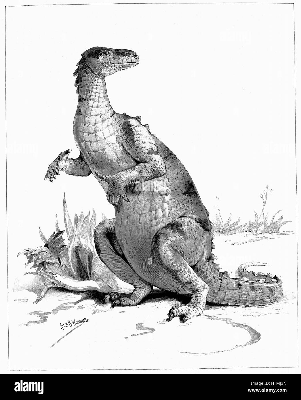 Reconstruction of Iguanadon, large herbivorous dinosaur, sketched from model on show at the Natural History Museum, London . From 'The Illustrated London News' (London 1895). Engraving. Stock Photo