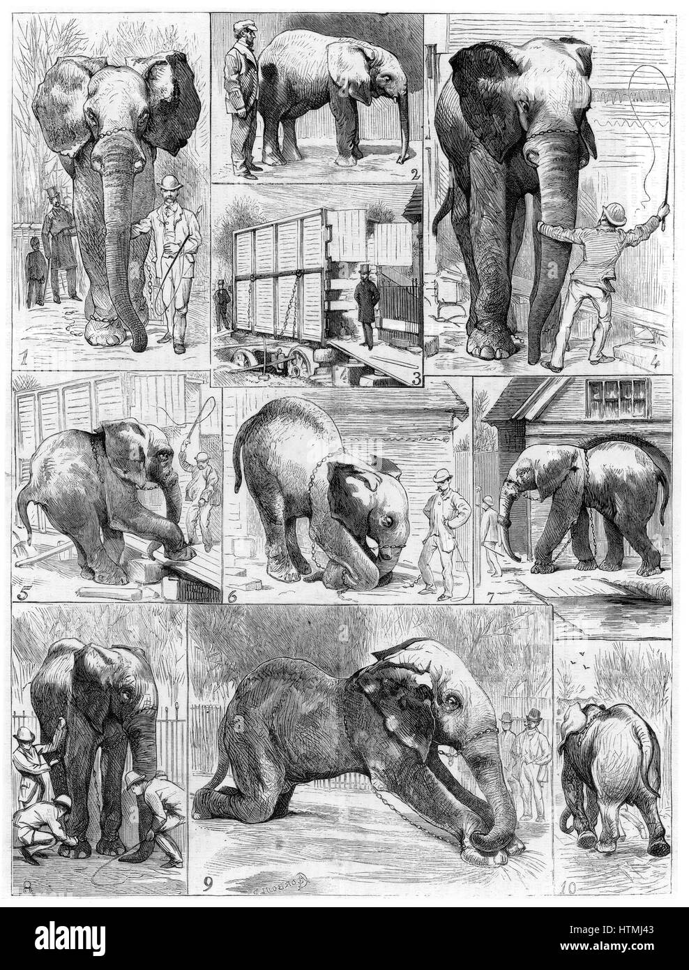 Jumbo the large African elephant sold by London Zoo in 1882 to the American showman Phineas Taylor Barnum (1810-1891) for his circus which became known as the 'Greatest Show on Earth'. Difficulties being experienced in getting Jumbo to leave his quarters Stock Photo