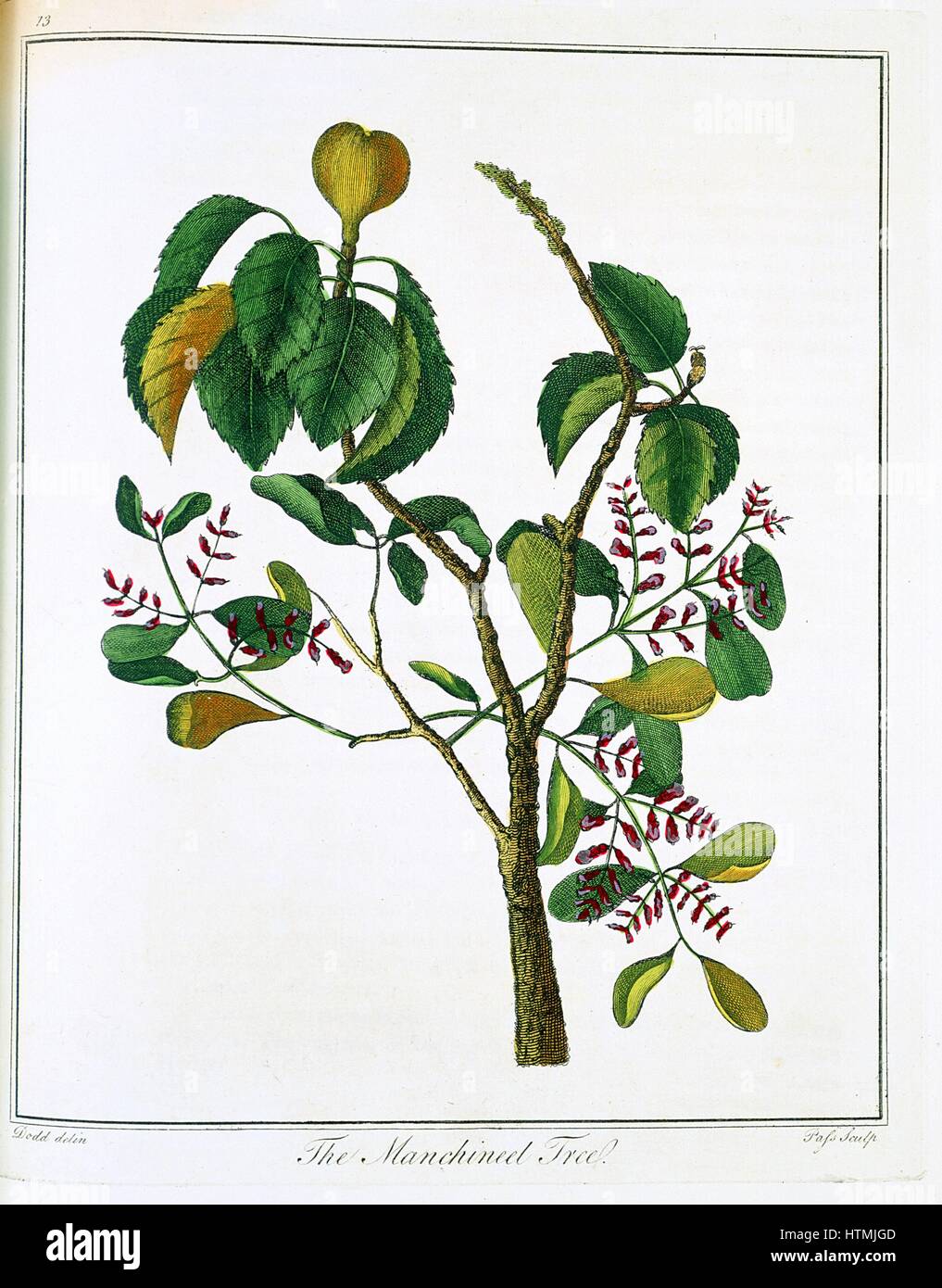 Manicheel tree (Hippomane mancinella) or Poison Guava: Caribbean and Gulf of Mexico. Very poisonous fruits, but inviting, killed Conquistadors. Carib Indians used sap to poison arrows. Engraving c.1795 Stock Photo