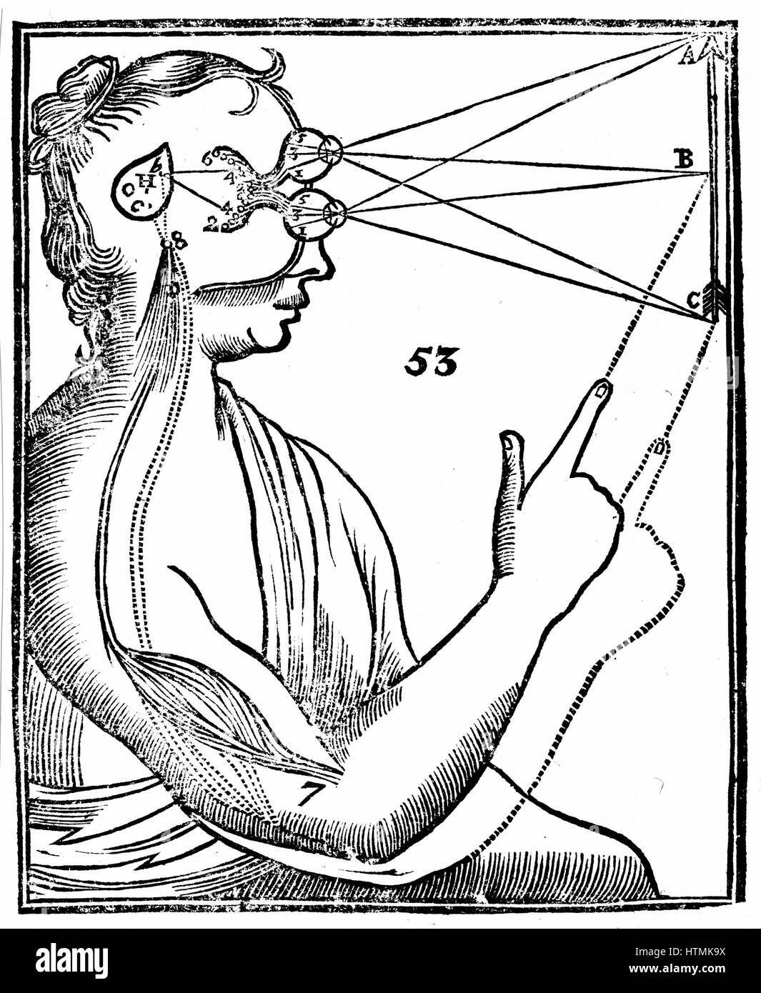 Descartes' idea of vision, showing passage of nervous impulse from the eye to the pineal gland and so to the muscles. From Rene Descartes' 'Opera Philosophica', 1692 (Tractatus de homine). Woodcut Stock Photo
