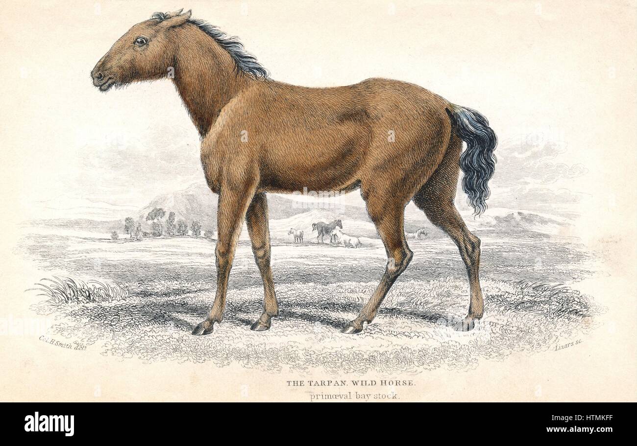 Tarpan: small European wild horse, dun-coloured with dark mane and tail. Small herds survived in remote parts of central Europe, but became extinct in the early 20th century. From William Jardine 'Naturalist's Library' series, Edinburgh, 1830. Hand colour Stock Photo
