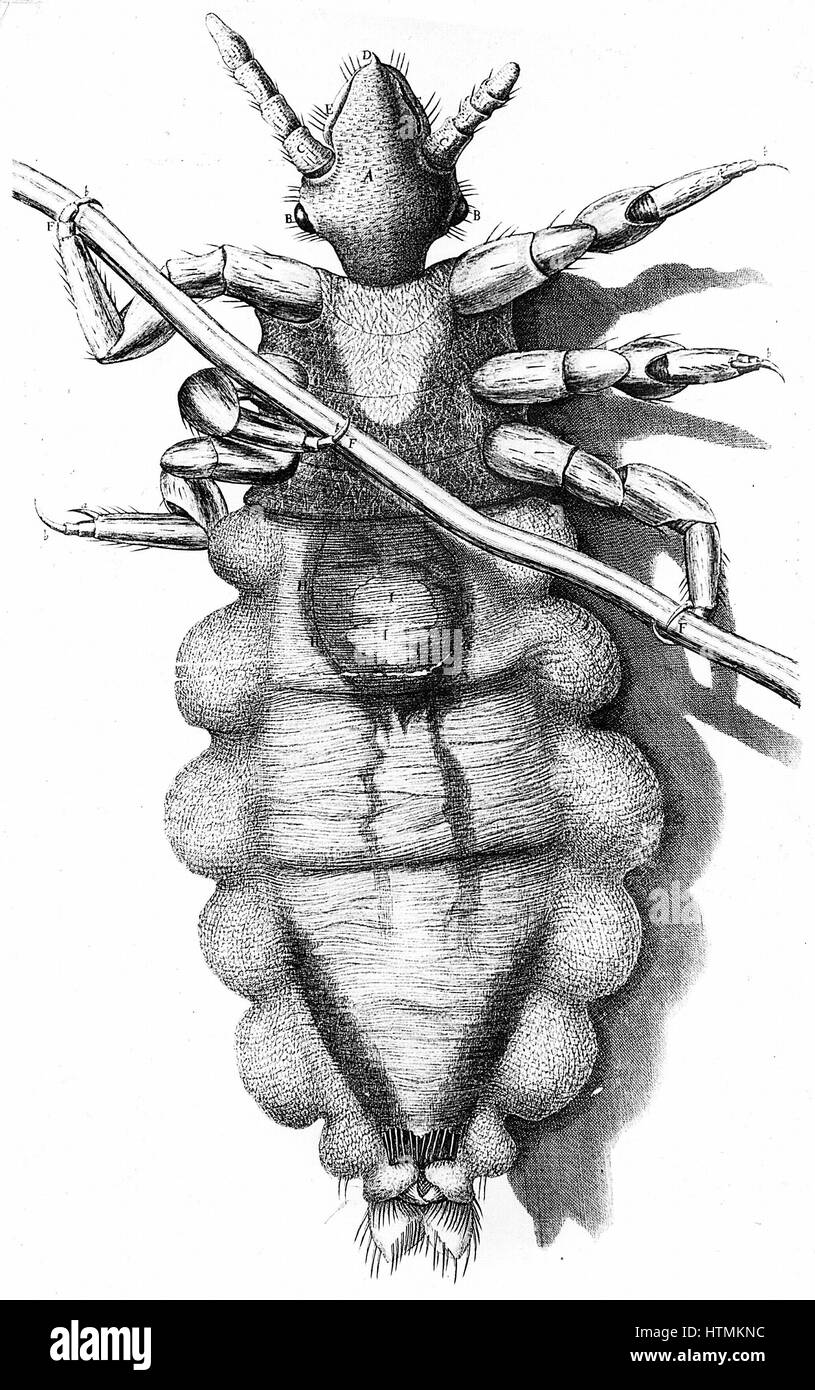 Human Louse, a wingless parasitic insect. Engraving from Robert Hooke 'Micrographia' London 1665. Now known to be vector for Epidemic typhus Stock Photo