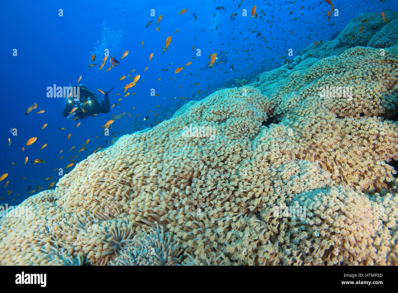 Camera man scuba diver swims near flowerpot coral (Goniopora columna) Red sea, Sharm El Sheikh, Sinai Peninsula, Egypt Stock Photo
