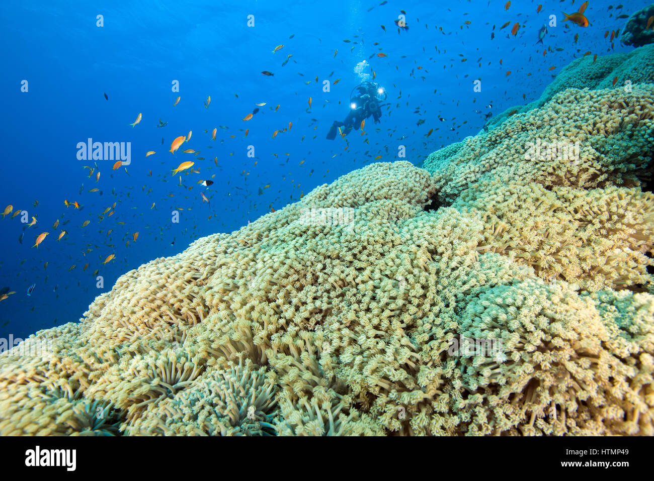 Camera man scuba diver swims near flowerpot coral (Goniopora columna) Red sea, Sharm El Sheikh, Sinai Peninsula, Egypt Stock Photo