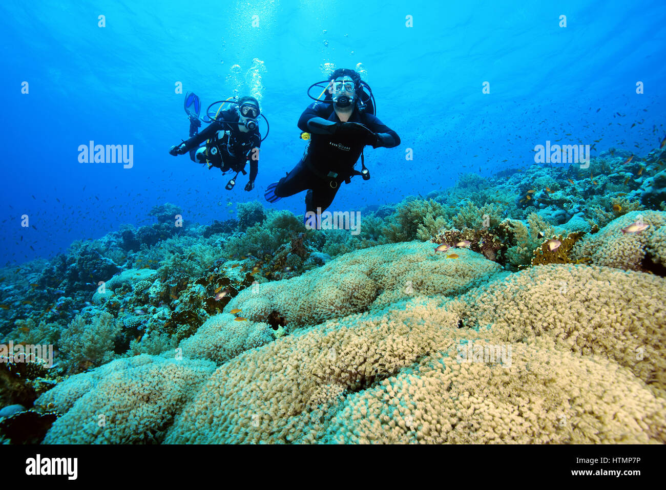 Two scuba divers? man and woman swims near flowerpot coral (Goniopora columna) Red sea, Sharm El Sheikh, Sinai Peninsula, Egypt Stock Photo