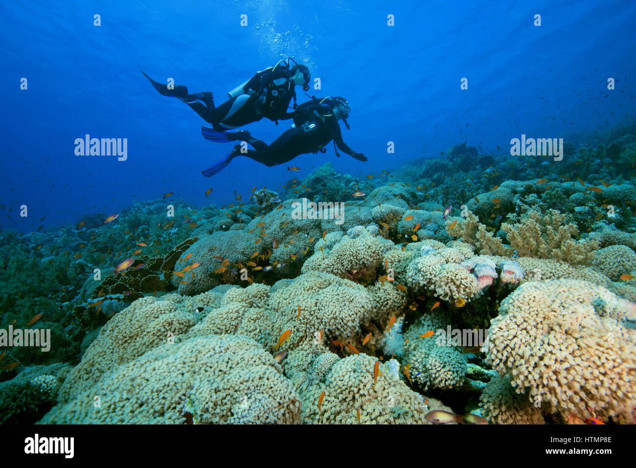 Two scuba divers? man and woman swims near flowerpot coral (Goniopora columna) Red sea, Sharm El Sheikh, Sinai Peninsula, Egypt Stock Photo