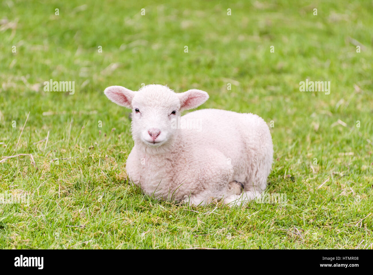A cute little lamb is lying in a grass field in the english Lake District. The grass provides a green background. Stock Photo