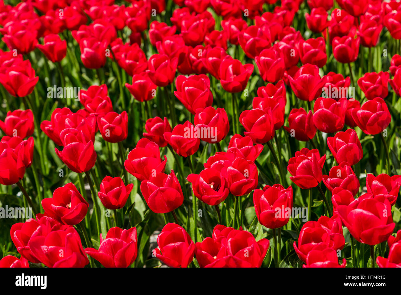 Beautiful tulips field flower hi-res stock photography and images - Alamy