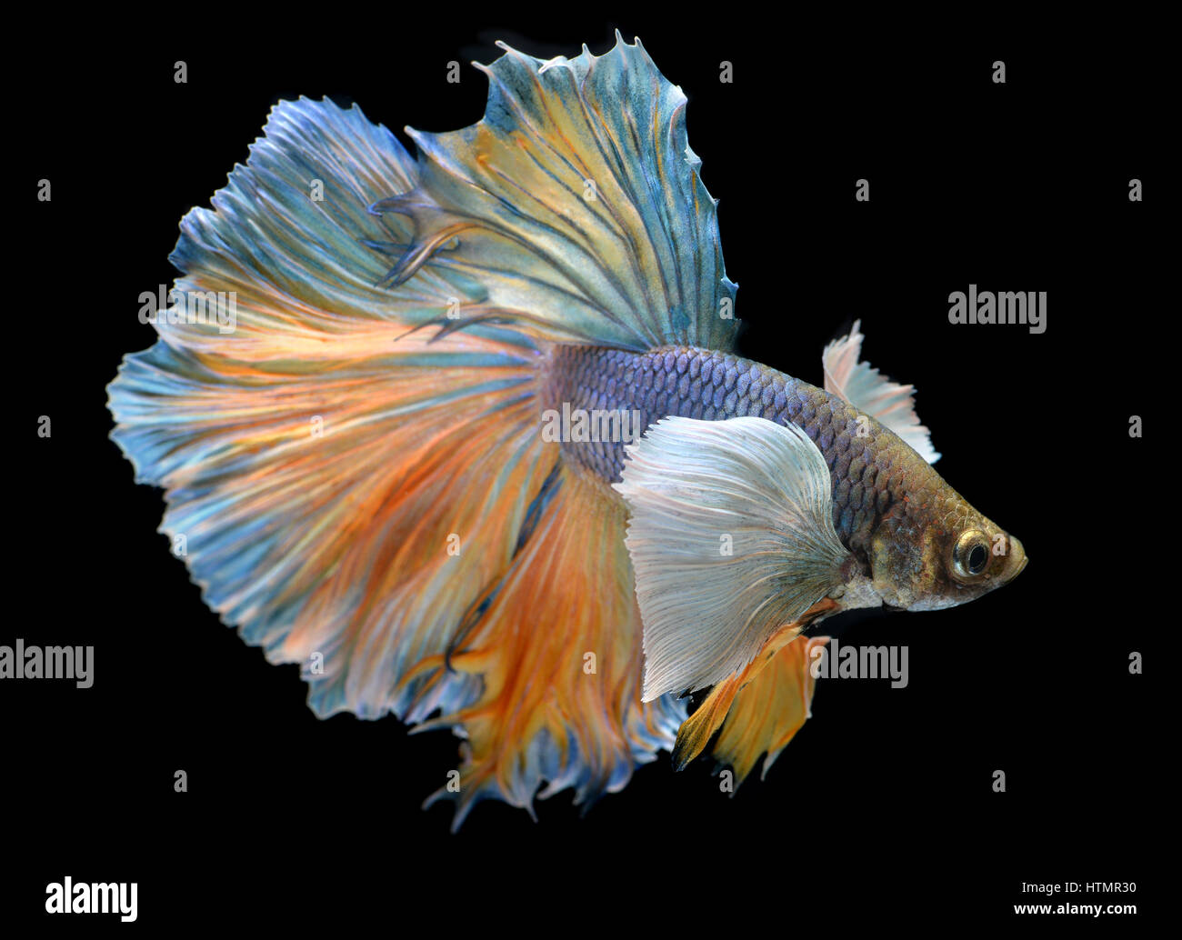 Colorful  waver of Betta Saimese fighting fish  beauty and freedom in black background photo with studio flash lighting. Stock Photo