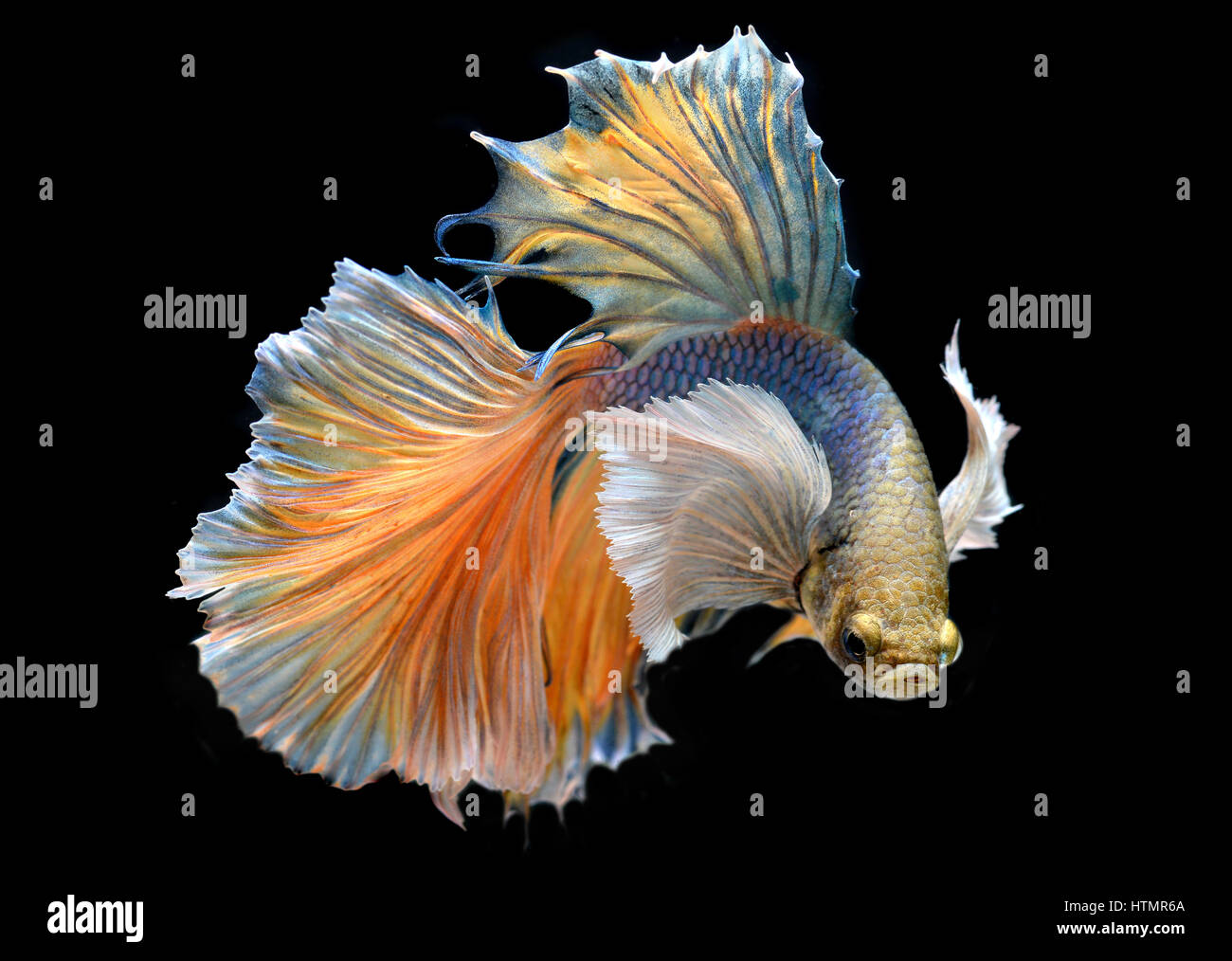 Colorful  waver of Betta Saimese fighting fish  beauty and freedom in black background photo with studio flash lighting. Stock Photo