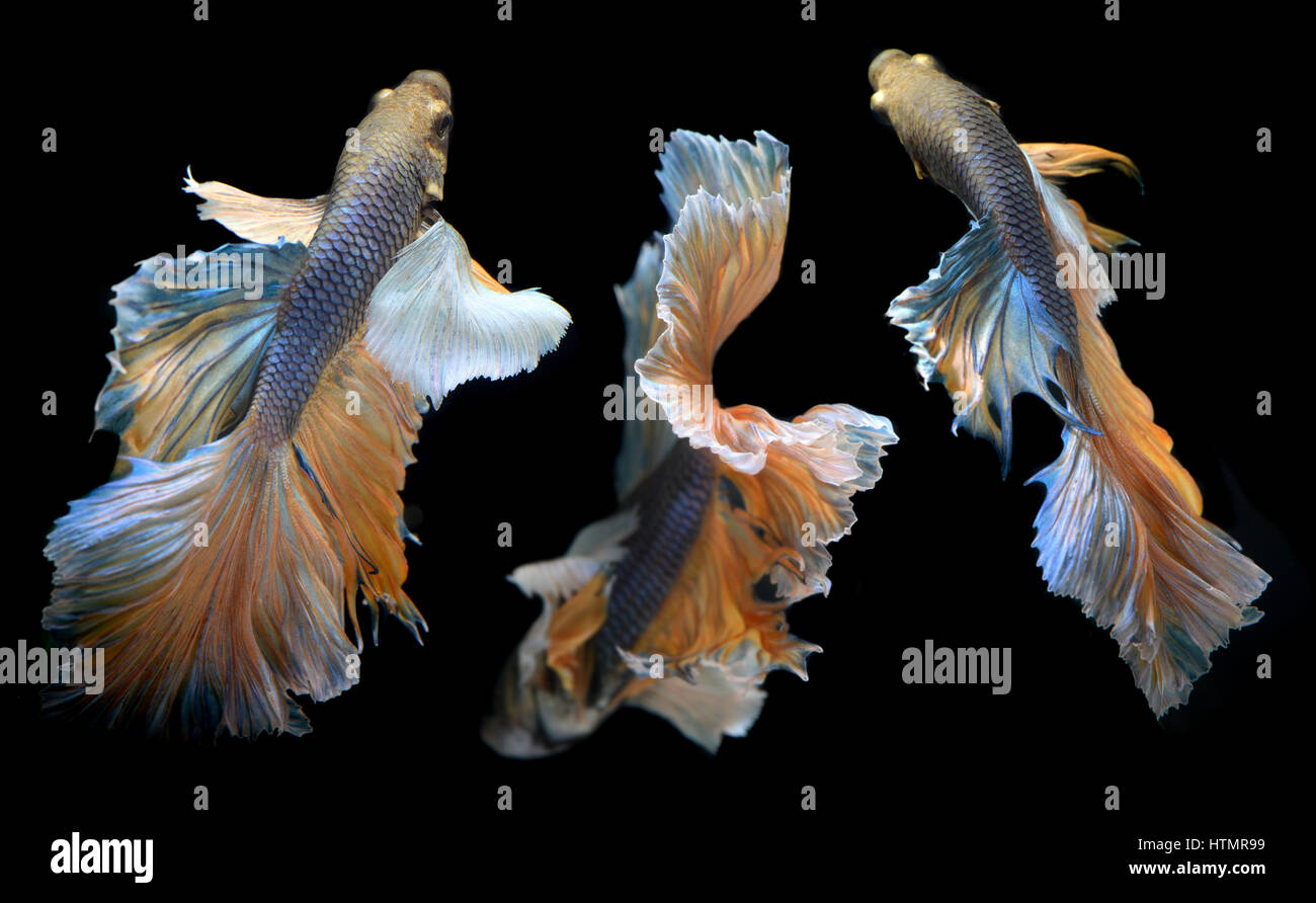 Colorful waver of Betta Saimese fighting fish beauty and freedom in ...