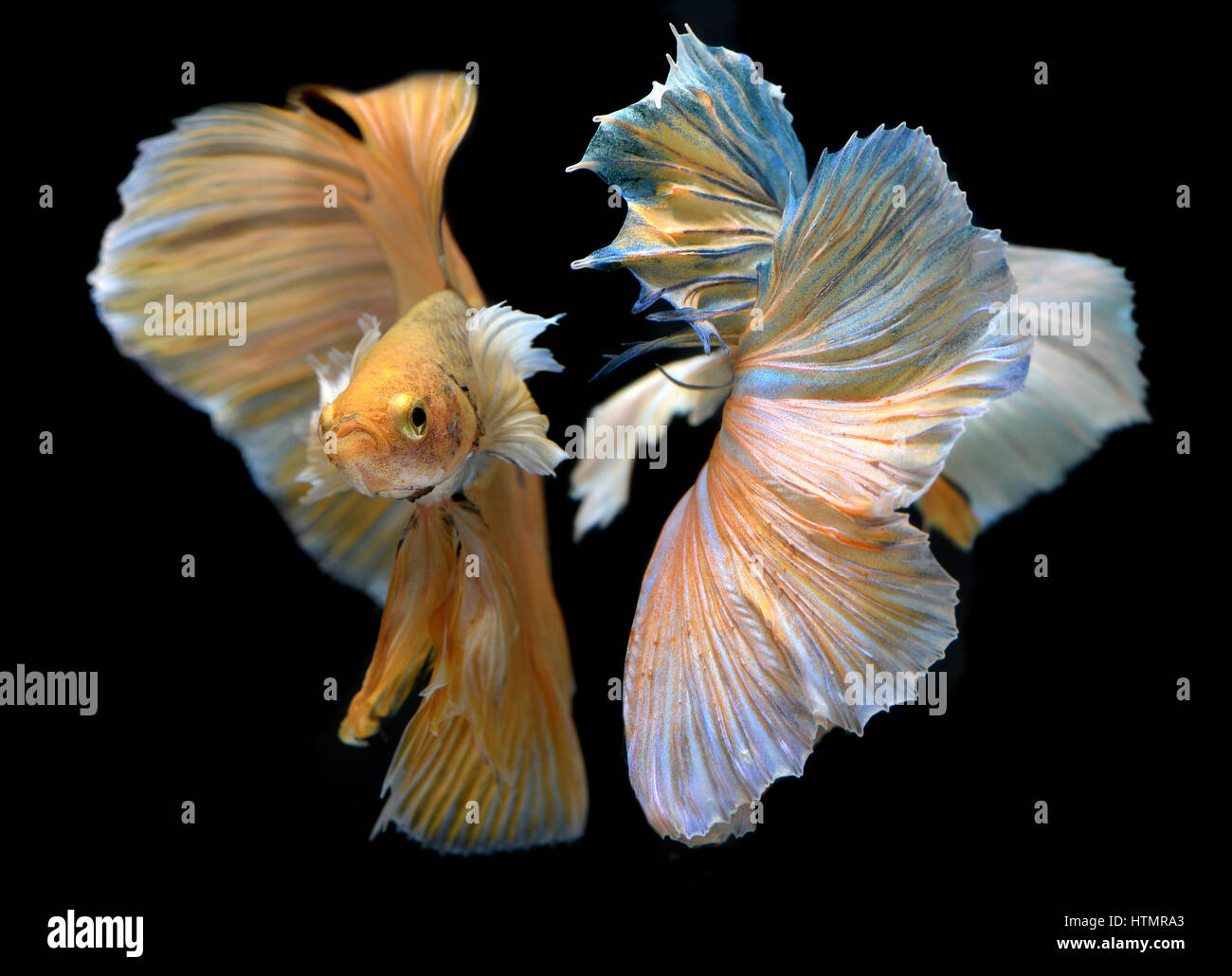 Golden red Colorful  waver of Betta Saimese fighting fish  beauty and freedom in black background photo with studio flash lighting. Stock Photo