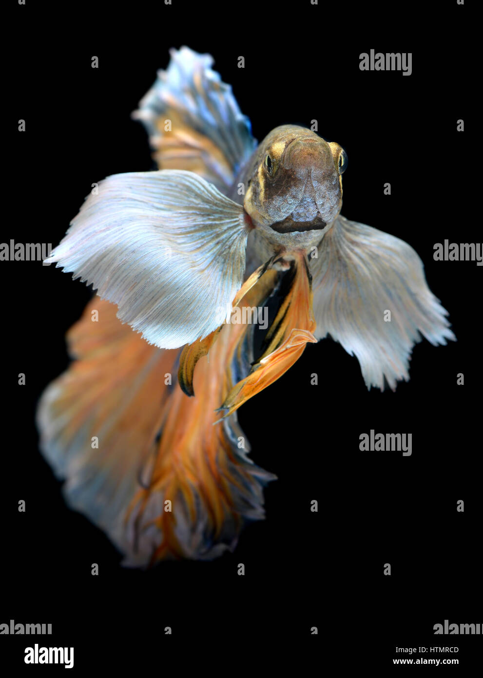 Colorful waver of Betta Saimese fighting fish beauty and freedom in ...