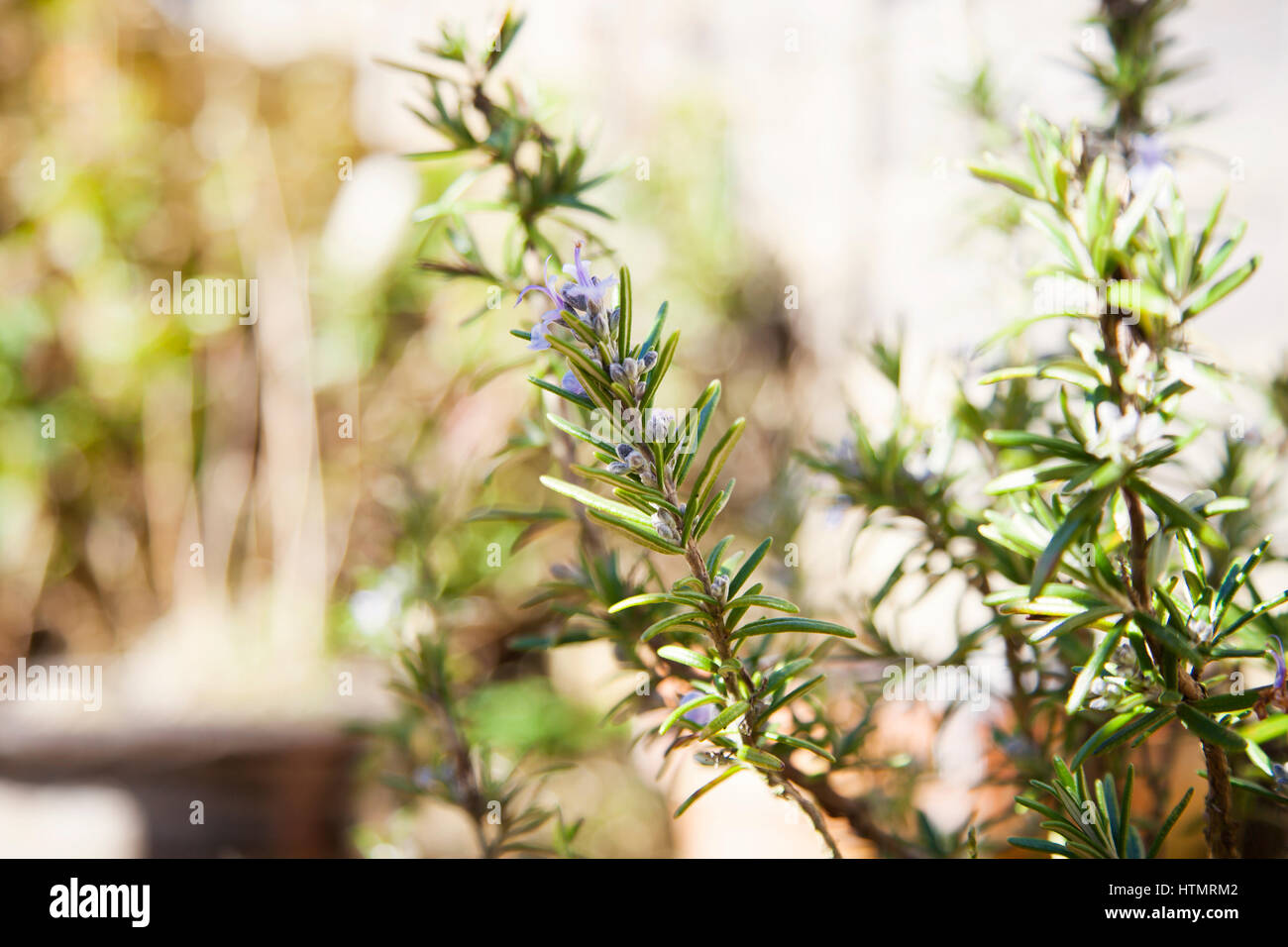 Rosemary plant flower hires stock photography and images Alamy