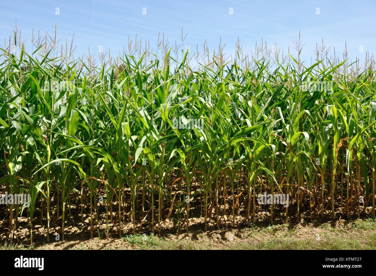 Champ De Mais Stock Photo Alamy Champ De Mais Stock Photo Alamy