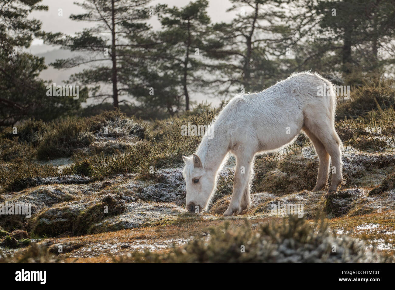 True wild horse in A Serra do Cando mountains in Galicia, North Spain. Stock Photo