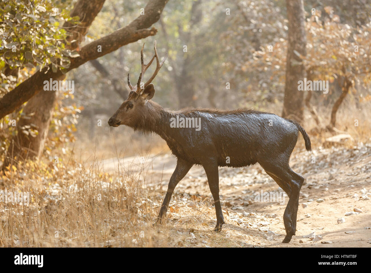 Sambar Deer, Ranthambhore National Park, Rajasthan, India Stock Photo -  Alamy