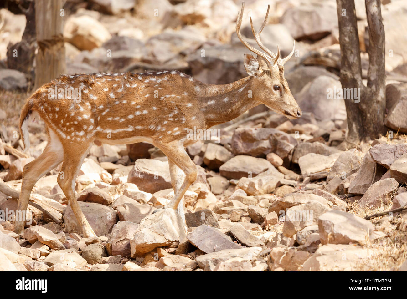 Axis Deer, Ranthambhore National Park, Rajasthan, India Stock Photo Alamy
