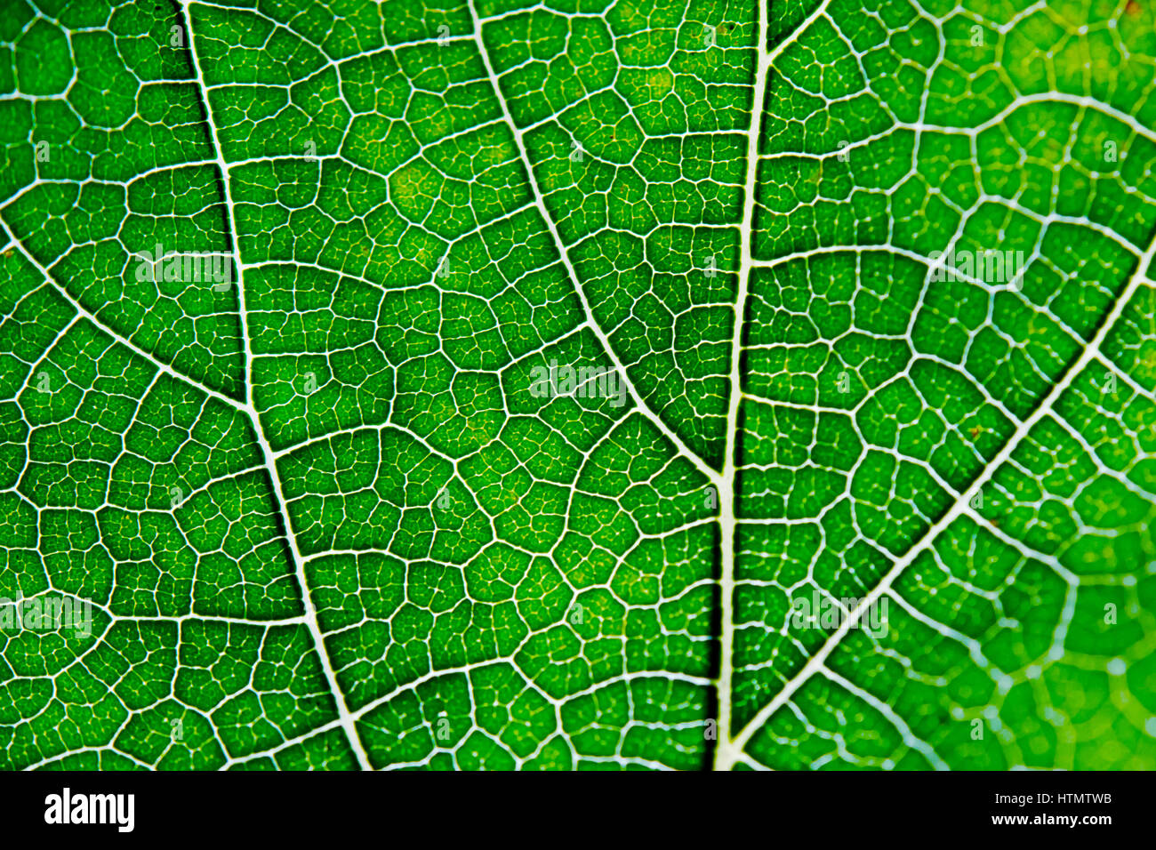 Leaf texture abstract background with closeup view on veins Stock Photo ...