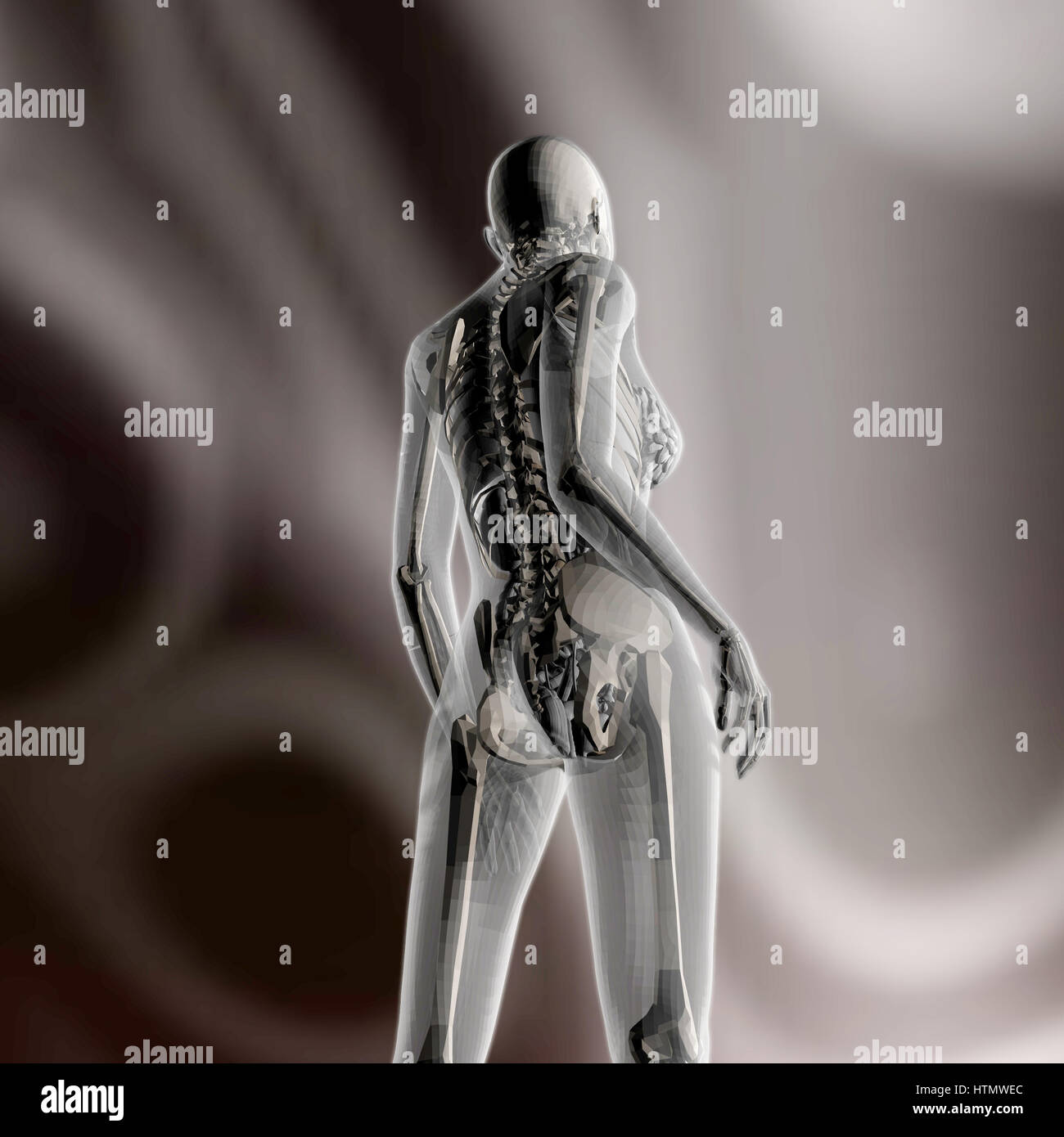 Digital 3D Rendering of the female human Anatomy Stock Photo