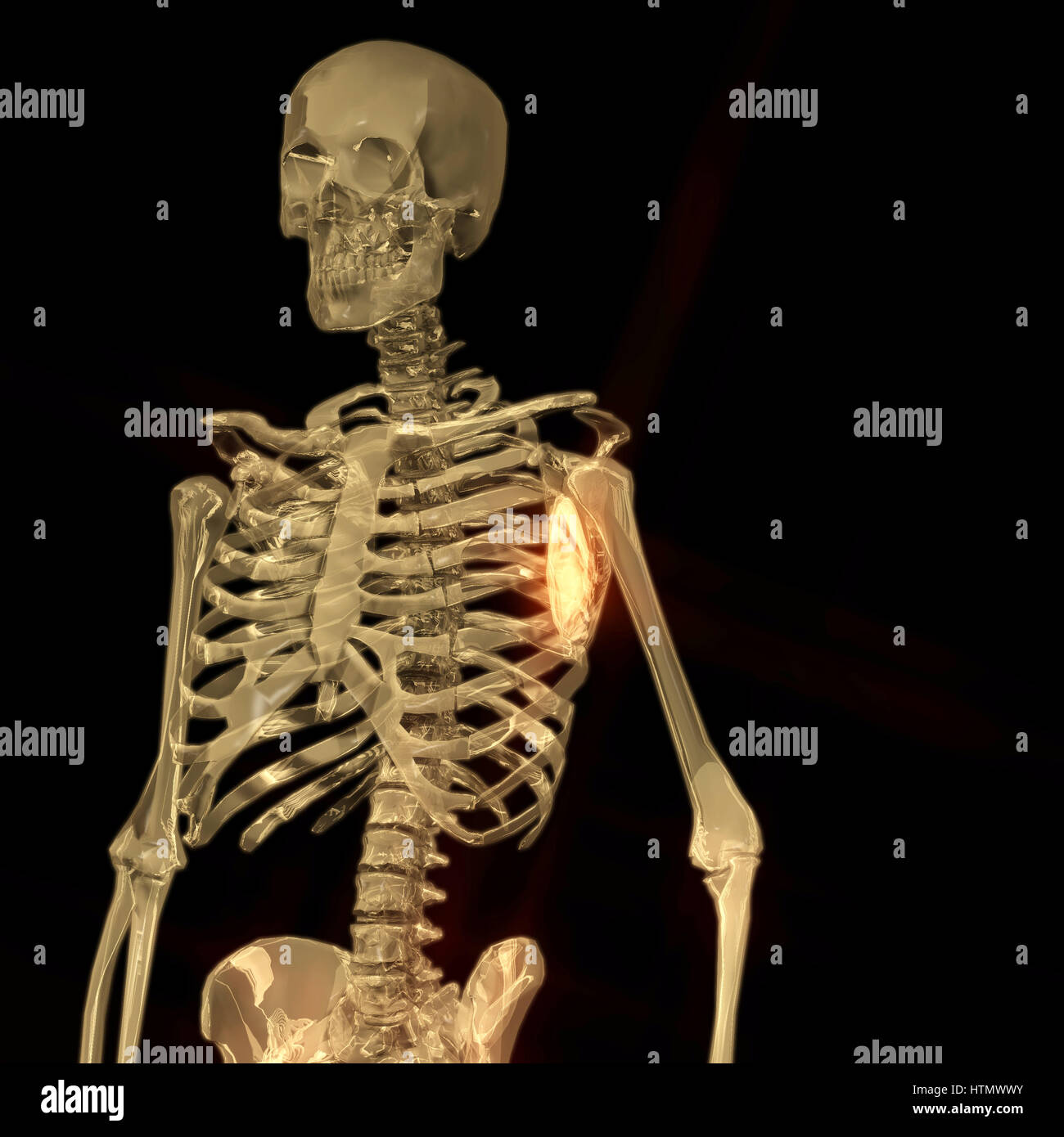 Skeleton backbone bones human skull hi-res stock photography and images ...