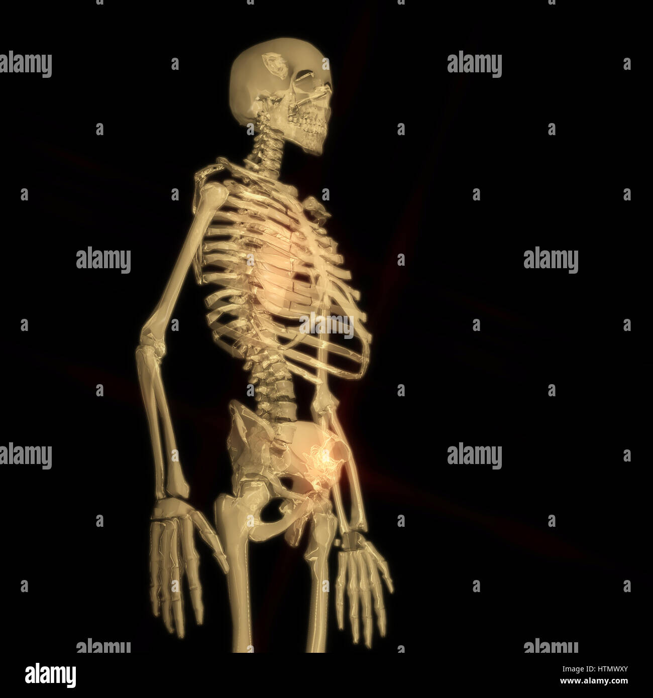 Skeleton backbone bones human skull hi-res stock photography and images ...